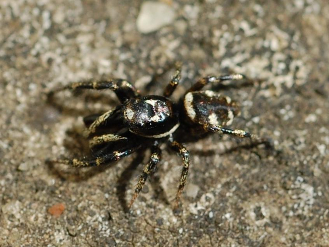 Salticus scenicus &copy; VANSTEENE Nicolas