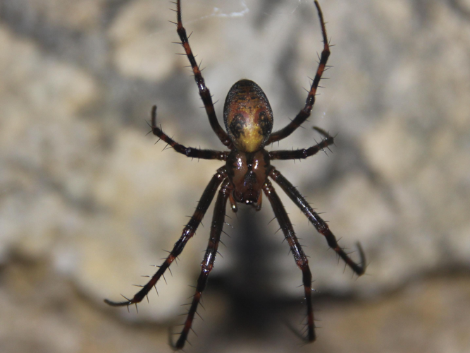 Meta menardi &copy; COLINDRE Laurent