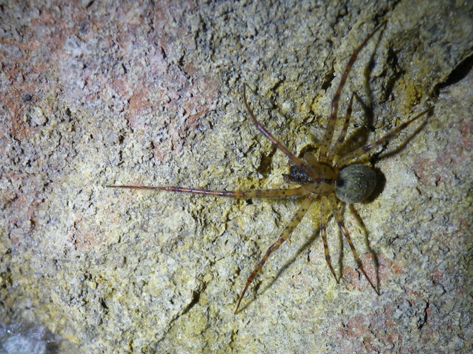 Metellina merianae &copy; HALLART Guénael