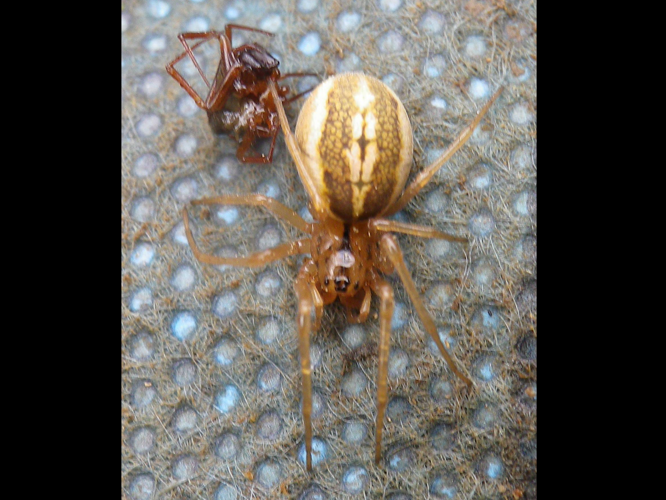 Pachygnatha clercki &copy; HALLART Guénael