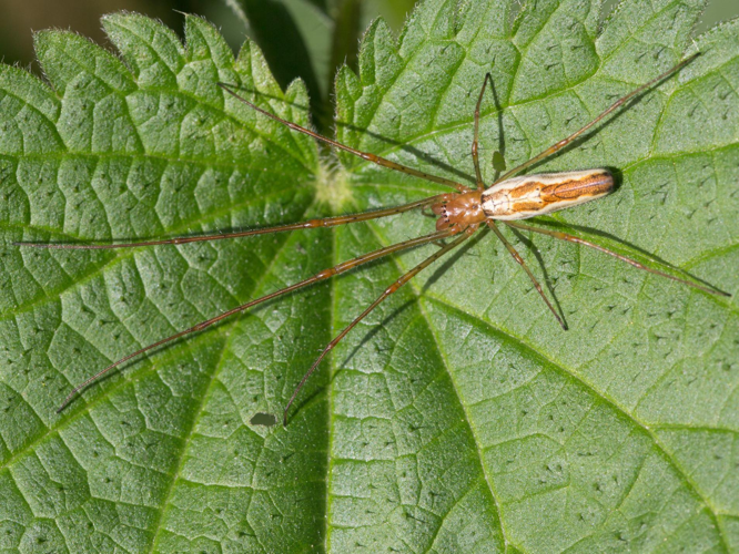 Tetragnatha extensa &copy; TONDELLIER Bruno