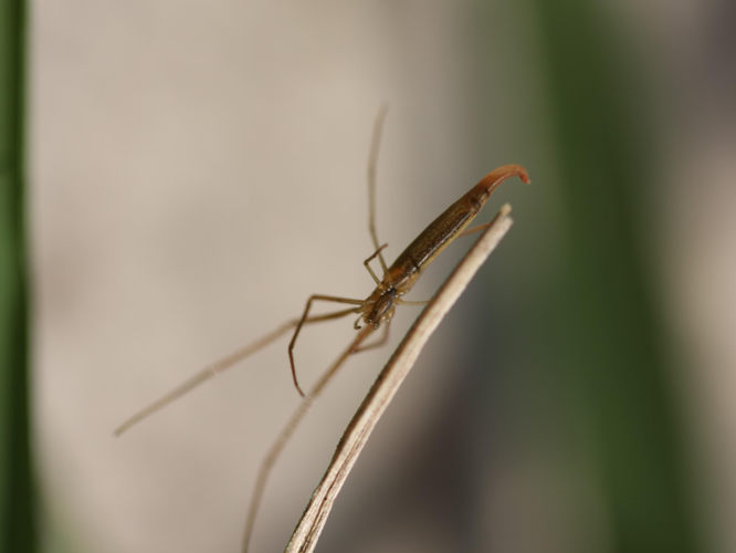 Tetragnatha isidis &copy; VIDAL Emmanuel