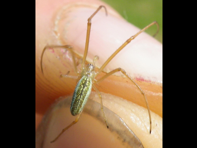 Tetragnatha montana &copy; HALLART Guénael