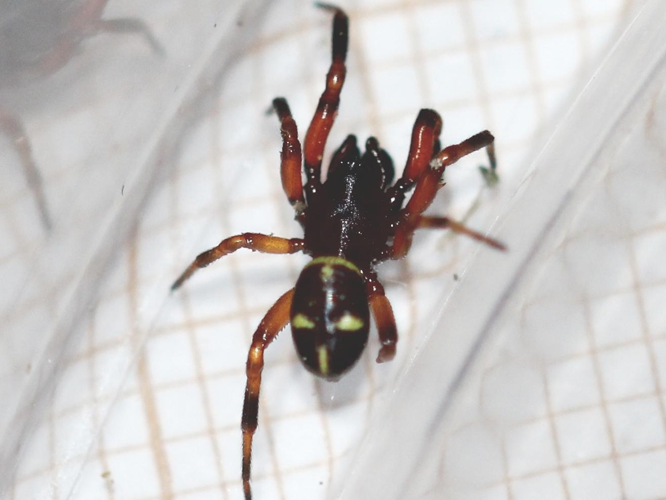 Asagena phalerata &copy; COLINDRE Laurent