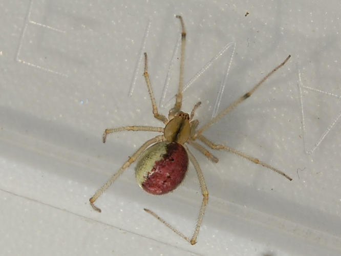 Enoplognatha ovata &copy; VANSTEENE Nicolas