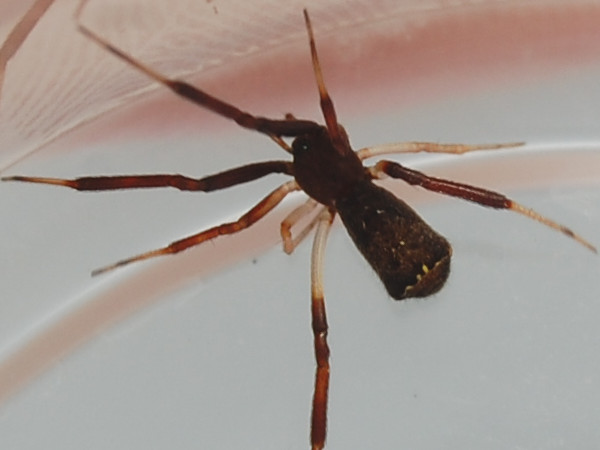 Episinus angulatus &copy; VANSTEENE Nicolas