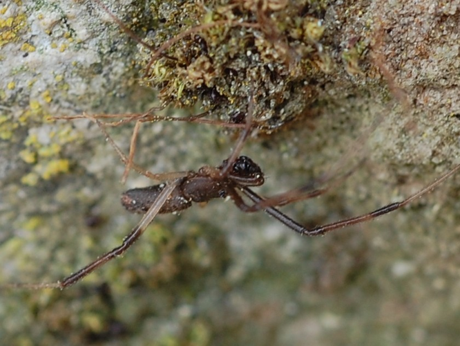 Episinus truncatus &copy; VANSTEENE Nicolas