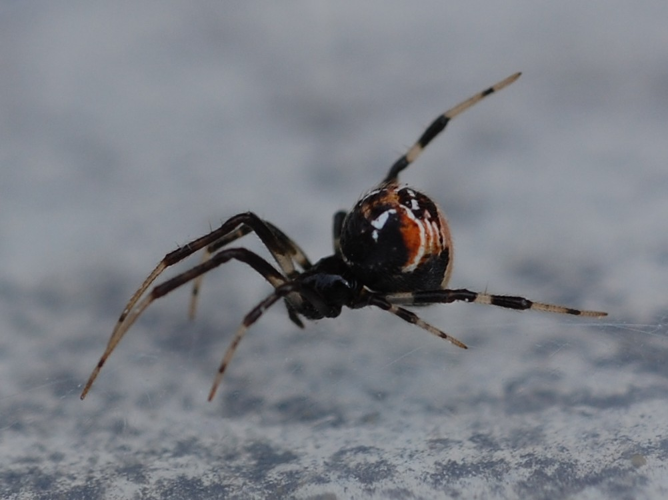 Achaearanea lunata &copy; VANSTEENE Nicolas