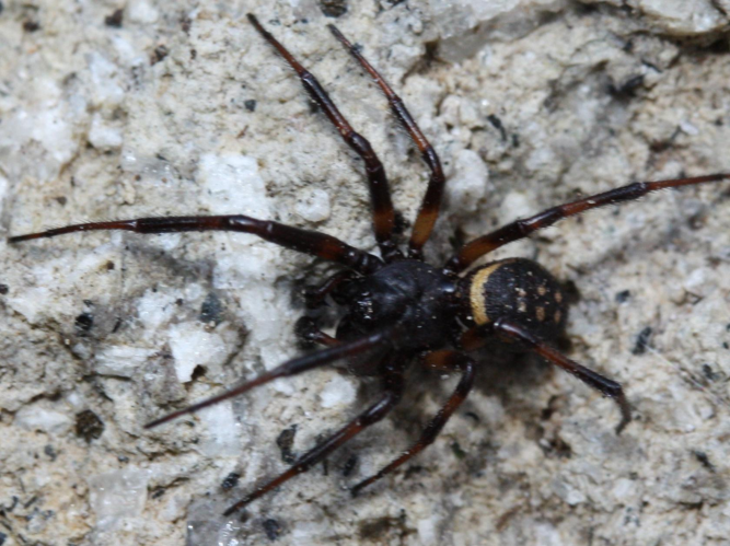 Steatoda albomaculata © LETHEVE Xavier