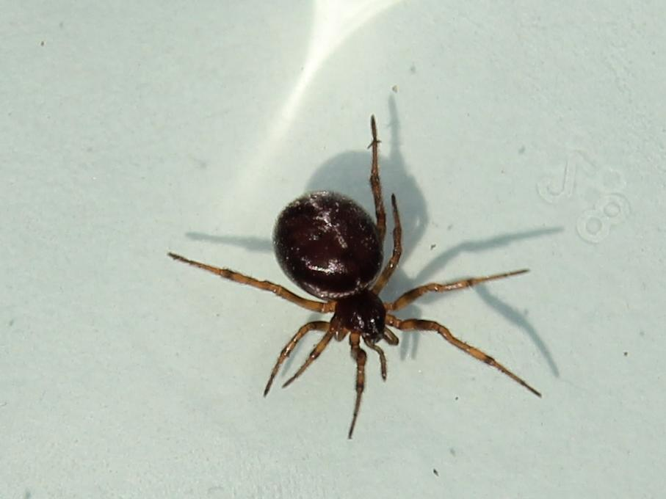 Steatoda bipunctata &copy; COLINDRE Laurent