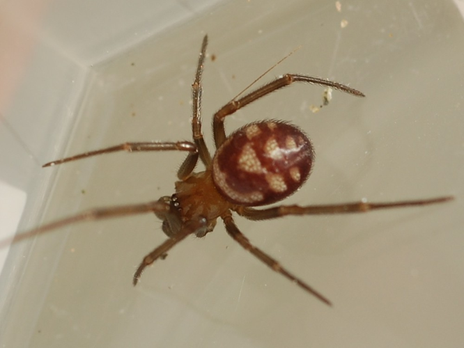 Steatoda grossa &copy; VANSTEENE Nicolas