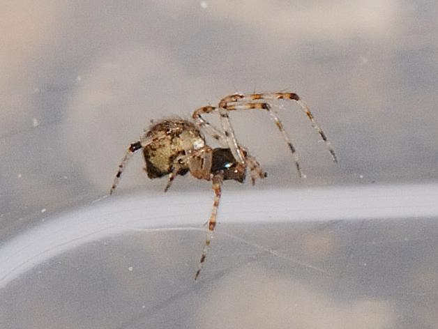 Theridion asopi &copy; MATHOT William