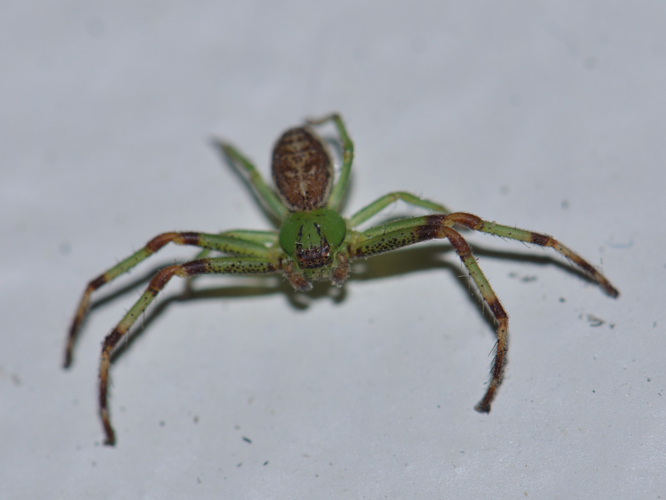 Diaea dorsata &copy; HERCENT Jean-Luc