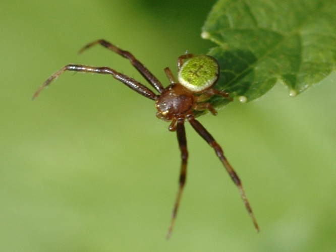 Misumenops tricuspidatus &copy; VANSTEENE Nicolas