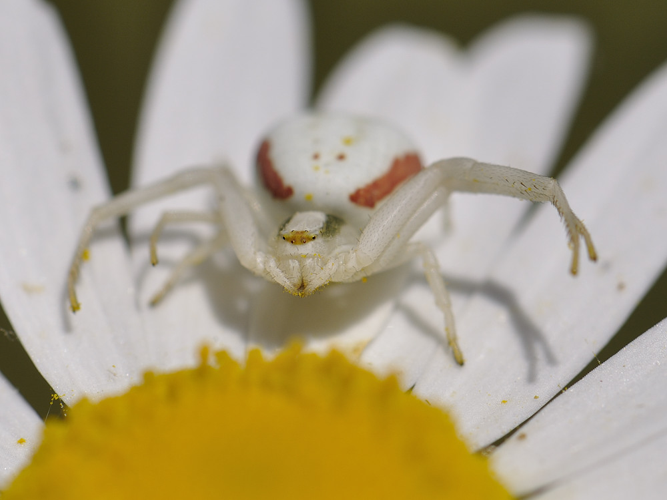 Misumena vatia &copy; HERCENT Jean-Luc
