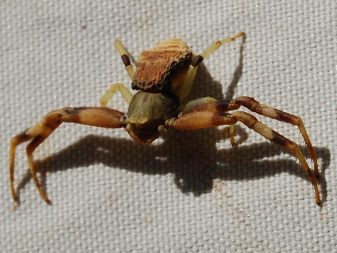 Pistius truncatus &copy; VANSTEENE Nicolas