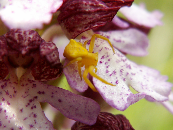 Thomisus onustus &copy; DUTOUR Lucie