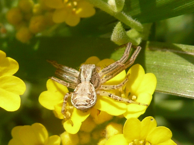 Xysticus cristatus &copy; MAILLIER Sébastien