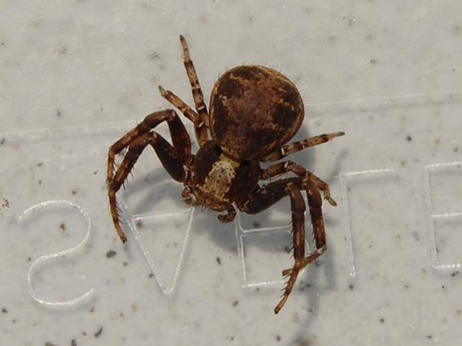 Xysticus kochi &copy; VANSTEENE Nicolas