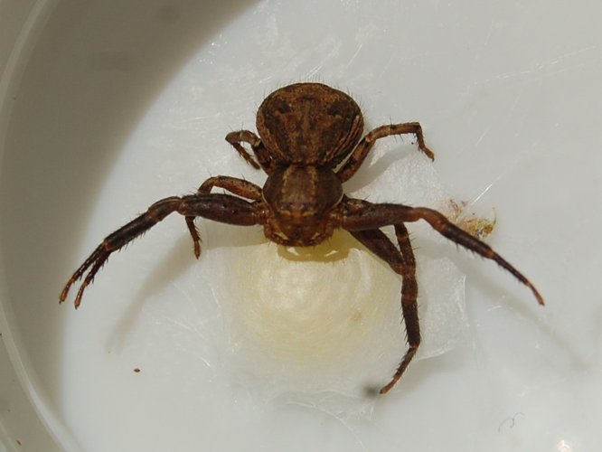 Xysticus lanio &copy; VANSTEENE Nicolas