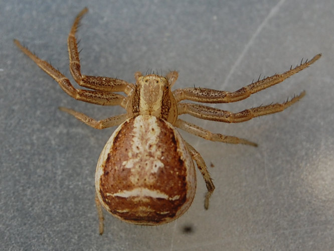 Xysticus ulmi &copy; VANSTEENE Nicolas