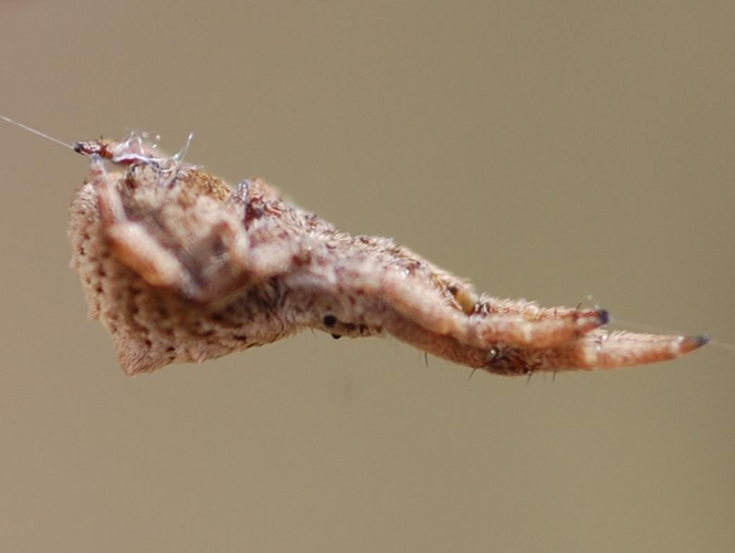 Hyptiotes paradoxus &copy; VANSTEENE Nicolas