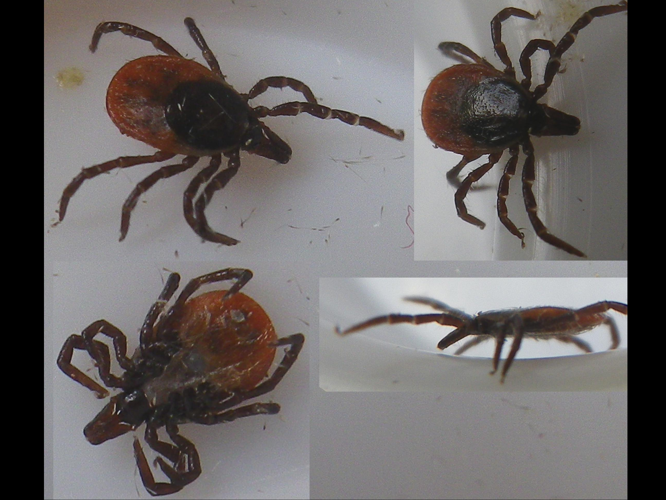 Ixodes ricinus &copy; HALLART Guénael