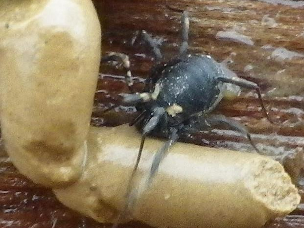 Nemastoma bimaculatum &copy; HALLART Guénael