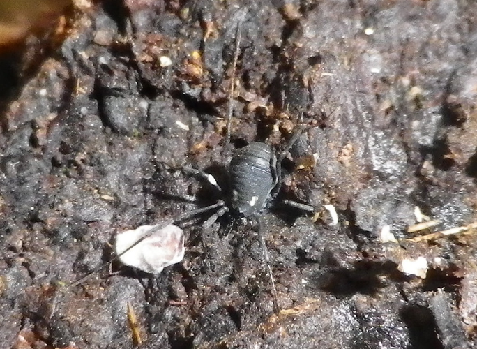 Nemastoma lugubre &copy; HALLART Guénael