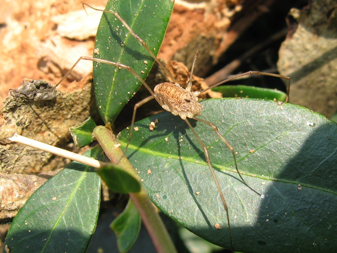 Dicranopalpus ramosus &copy; LETHEVE Xavier