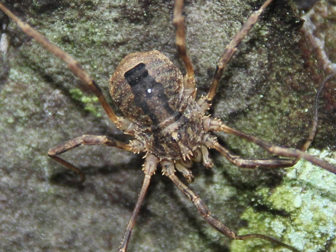 Odiellus spinosus &copy; COLINDRE Laurent