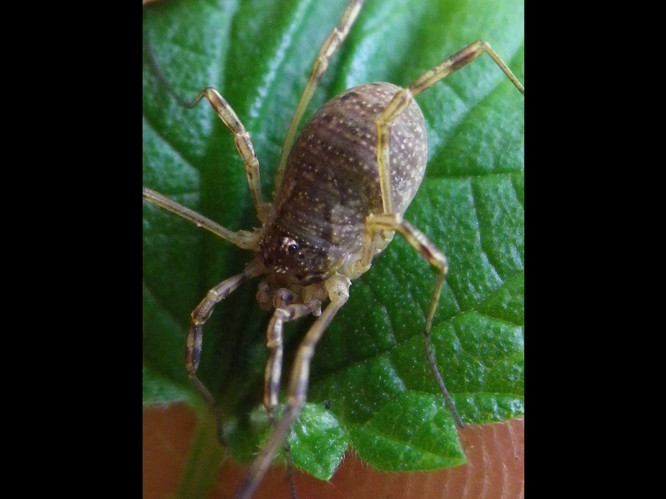Oligolophus tridens &copy; HALLART Guénael