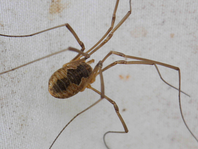 Phalangium opilio &copy; HALLART Guénael