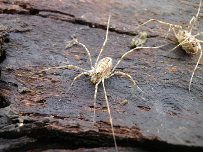 Rilaena triangularis &copy; HALLART Guénael