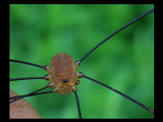 Leiobunum rotundum &copy; HALLART Guénael