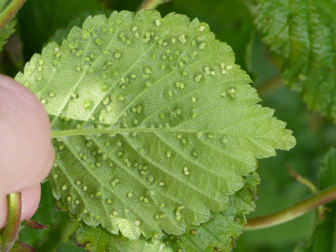 Aceria campestricola &copy; BARBIER Simon