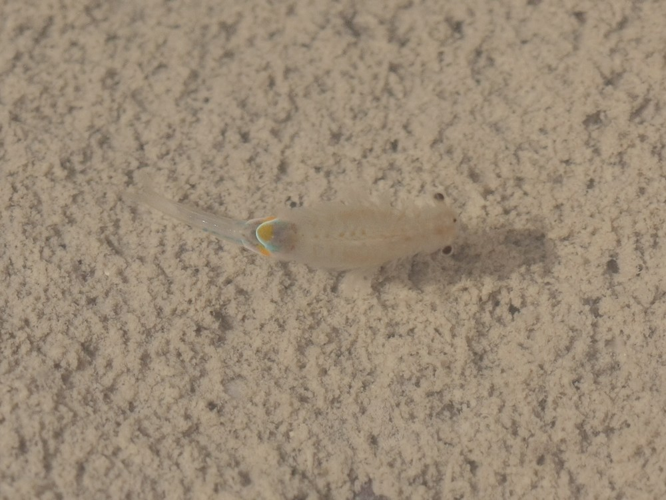 Branchipus schaefferi &copy; TOP Damien