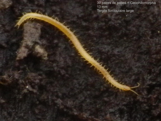 Geophilus truncorum &copy; HALLART Guénael