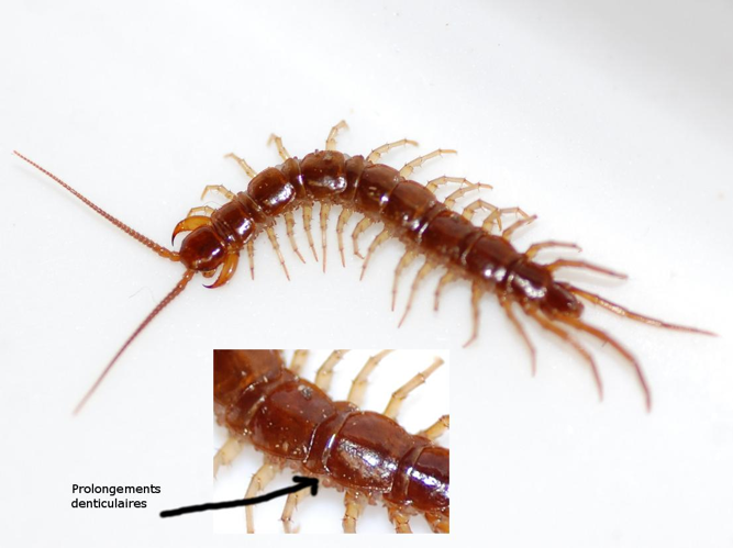 Lithobius forficatus &copy; VANSTEENE Nicolas