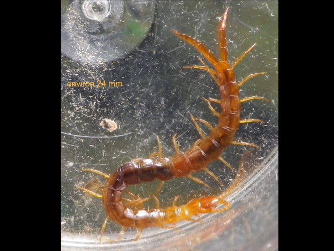 Cryptops parisi &copy; HALLART Guénael