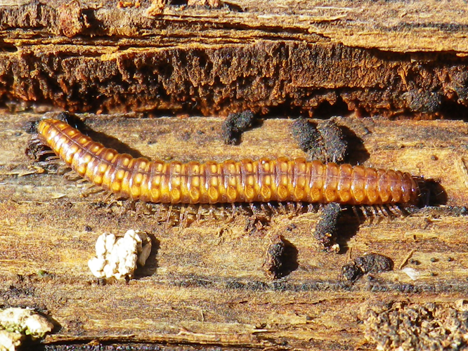 Craspedosoma rawlinsi &copy; HALLART Guénael