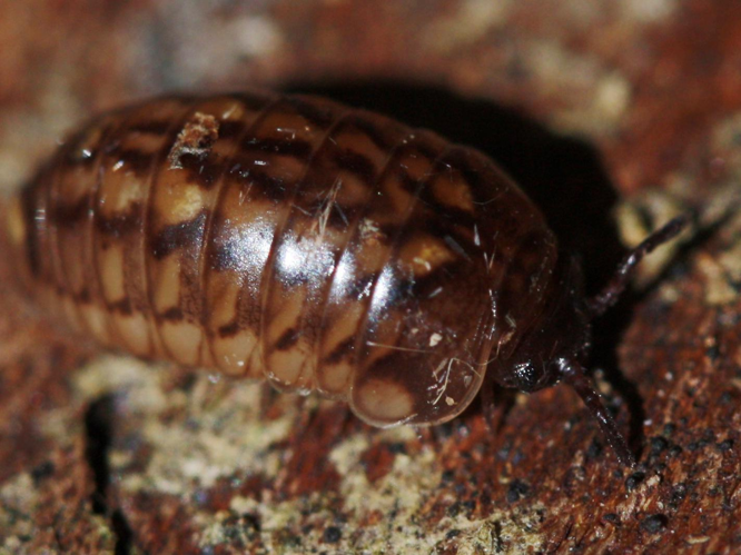 Glomeris intermedia &copy; LETHEVE Xavier