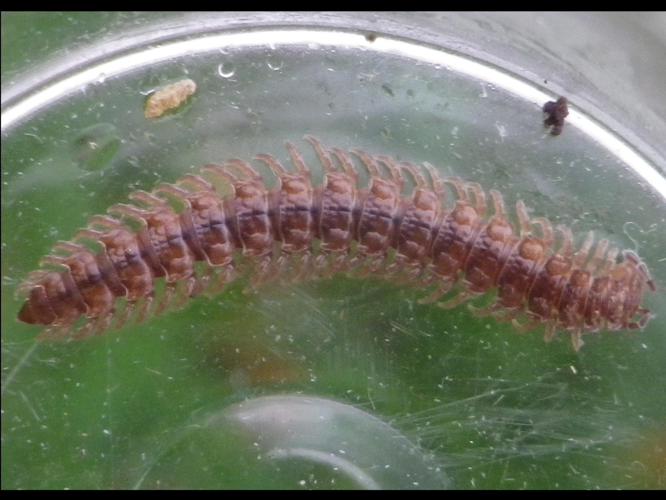 Polydesmus coriaceus &copy; HALLART Guénael