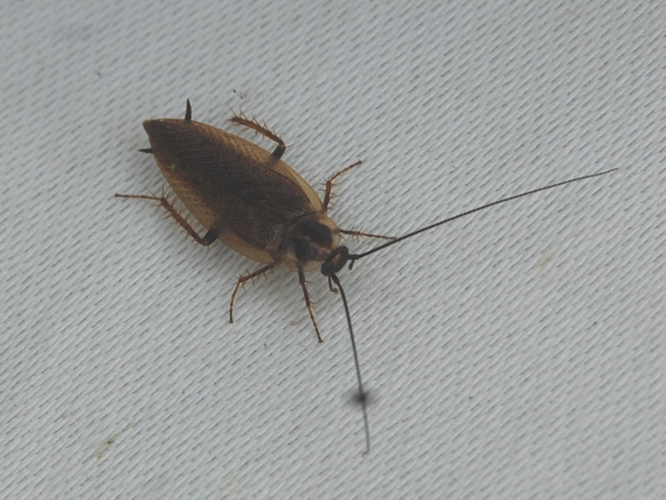 Ectobius lapponicus &copy; VANSTEENE Nicolas