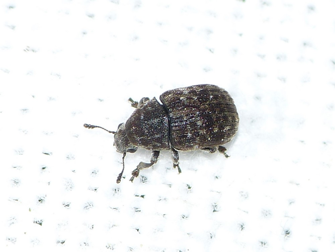 Anthribus nebulosus &copy; BARBIER Simon