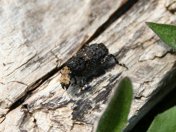 Platyrhinus resinosus &copy; TOP Damien