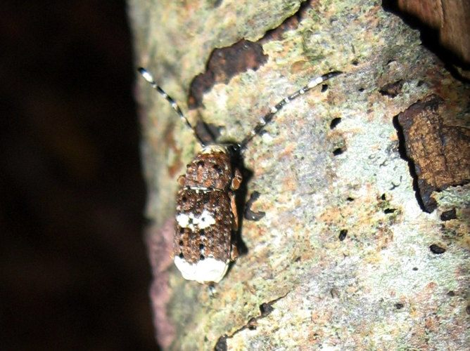 Platystomos albinus &copy; LETHEVE Xavier