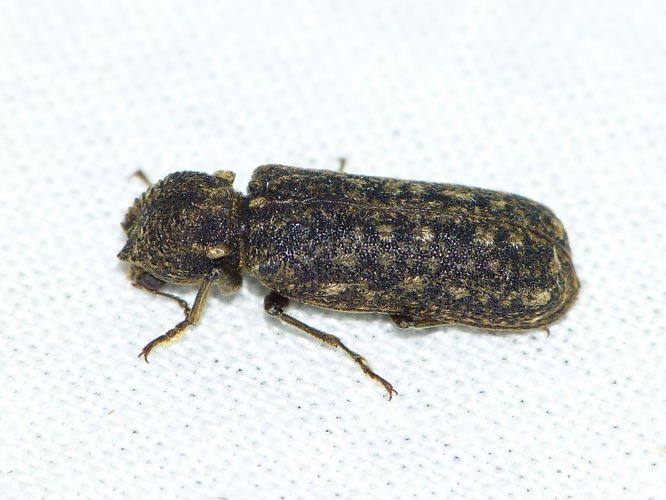 Lichenophanes varius &copy; BARBIER Simon