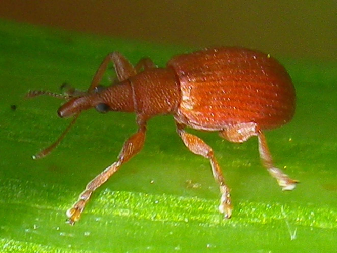 Apion frumentarium &copy; HALLART Guénael