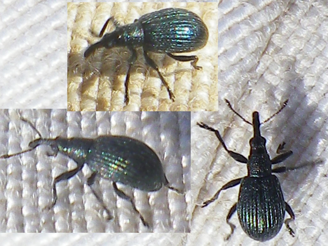 Ischnopterapion virens &copy; HALLART Guénael